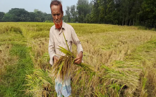 নোয়াখালীতে ফসলের মাঠে বাদামি গাছফড়িংয়ের উপদ্রব, পাকার আগেই ধান কাটছেন কৃষকেরা